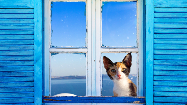 Griechenland Katze mit blauen Fensterläden